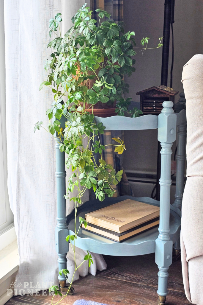 How to Decorate with Houseplants in an Apartment